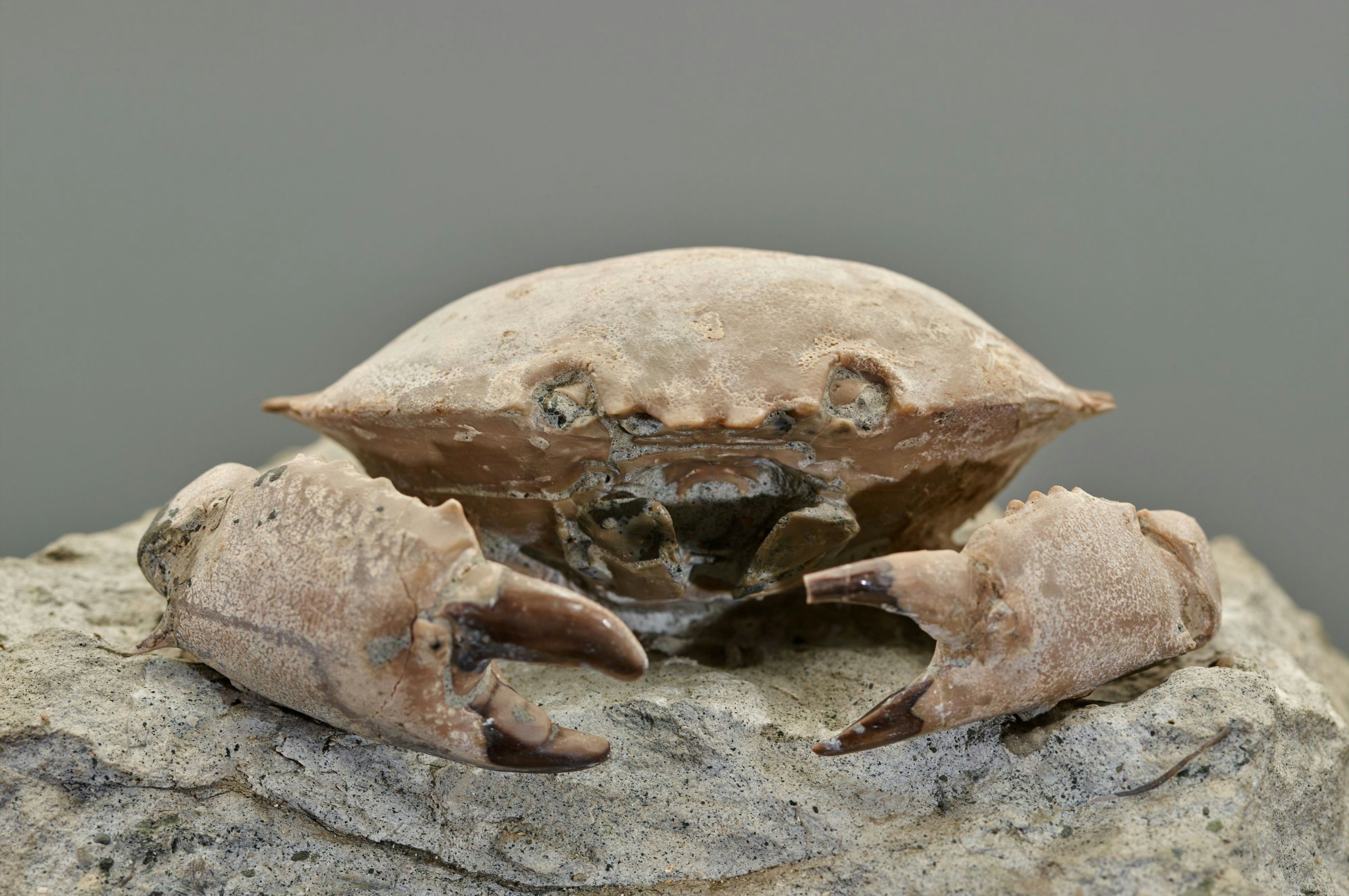 渓谷を望む露天風呂付き客室のイメージ