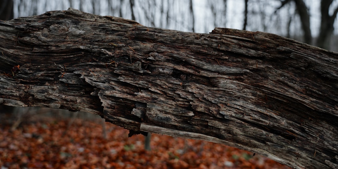 湯煙の立ち上る共同浴場と、のれんをくぐる人々の様子