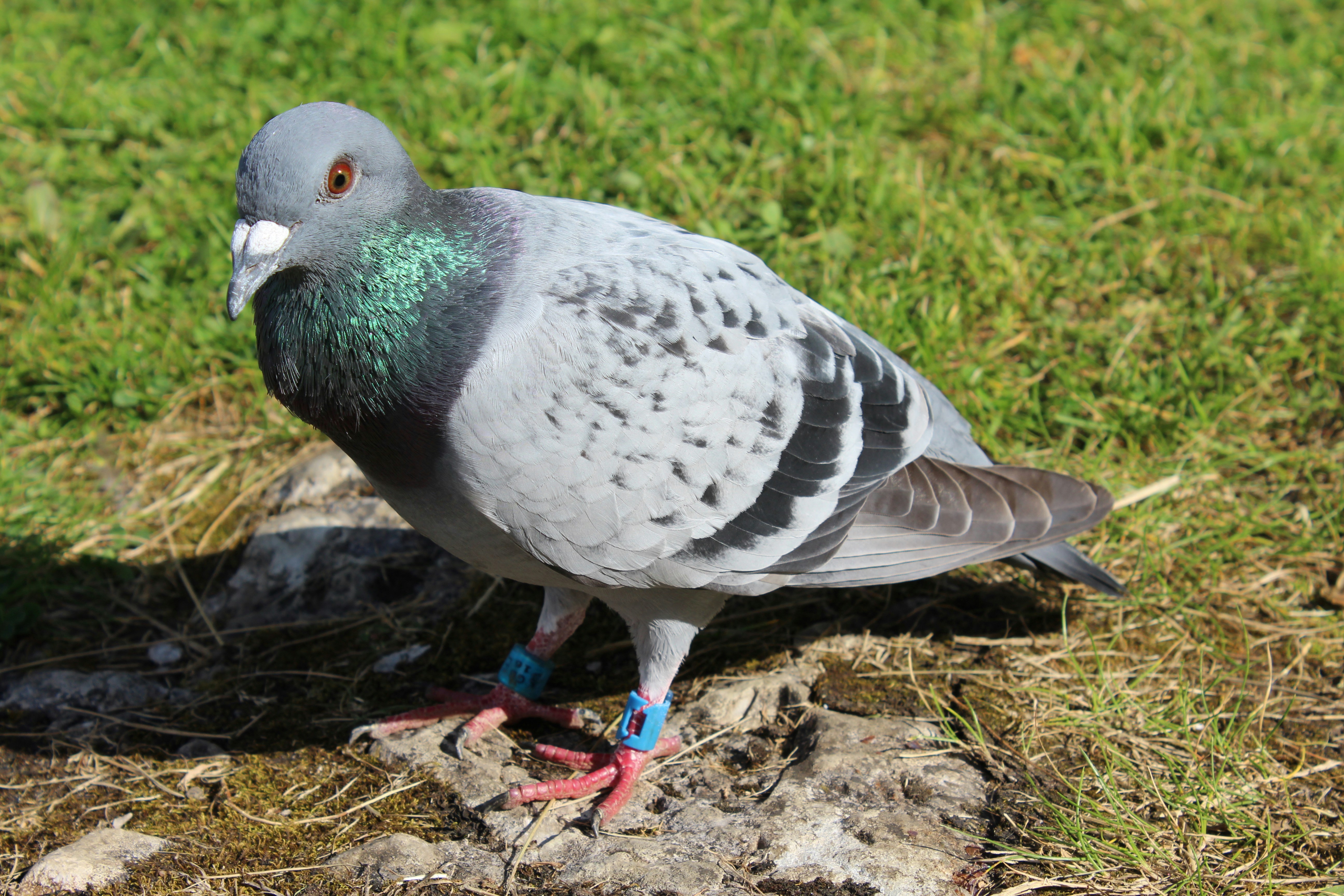 温泉の湯面に浮かぶ油膜を接写したイメージ