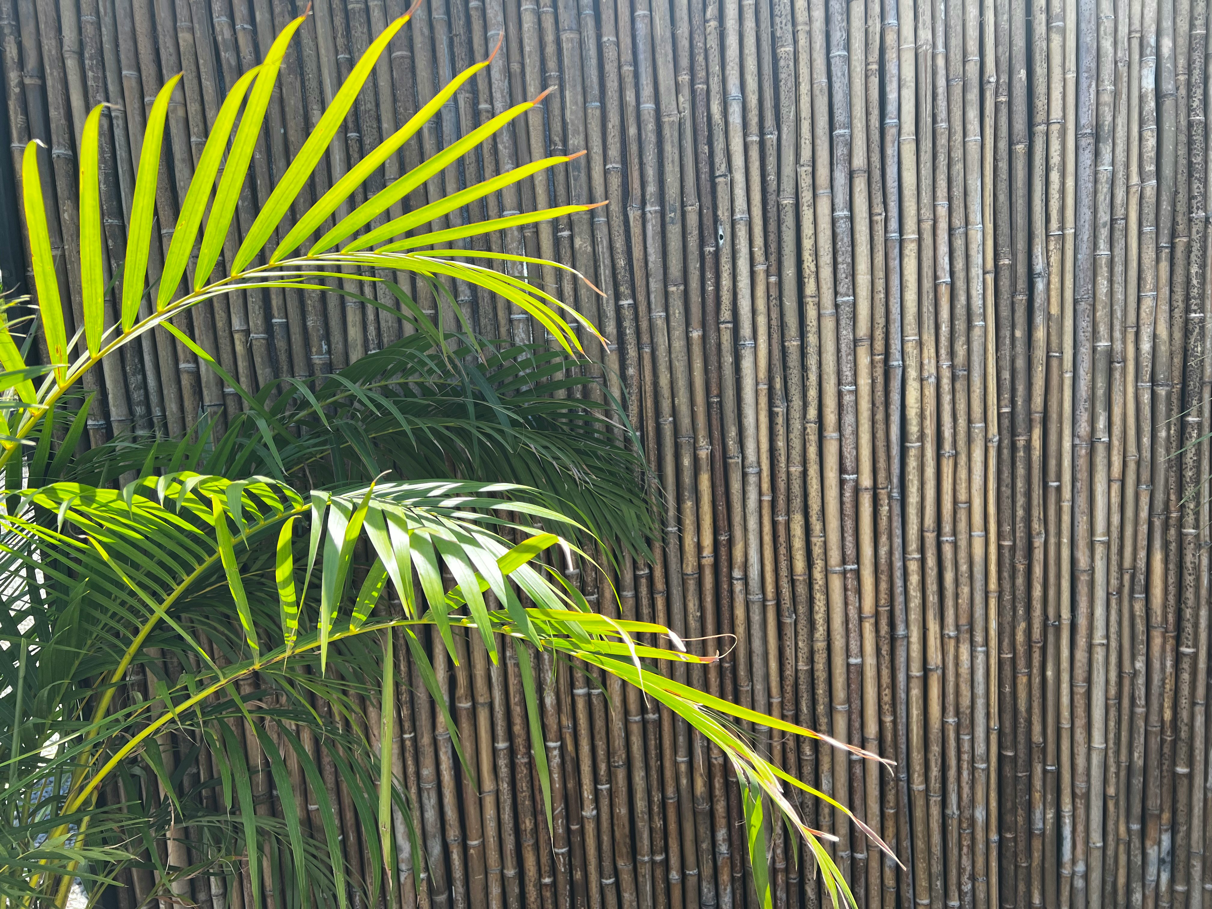 湯気が立ちのぼる露天風呂を囲む竹林と、朝日が差し込む幻想的な風景