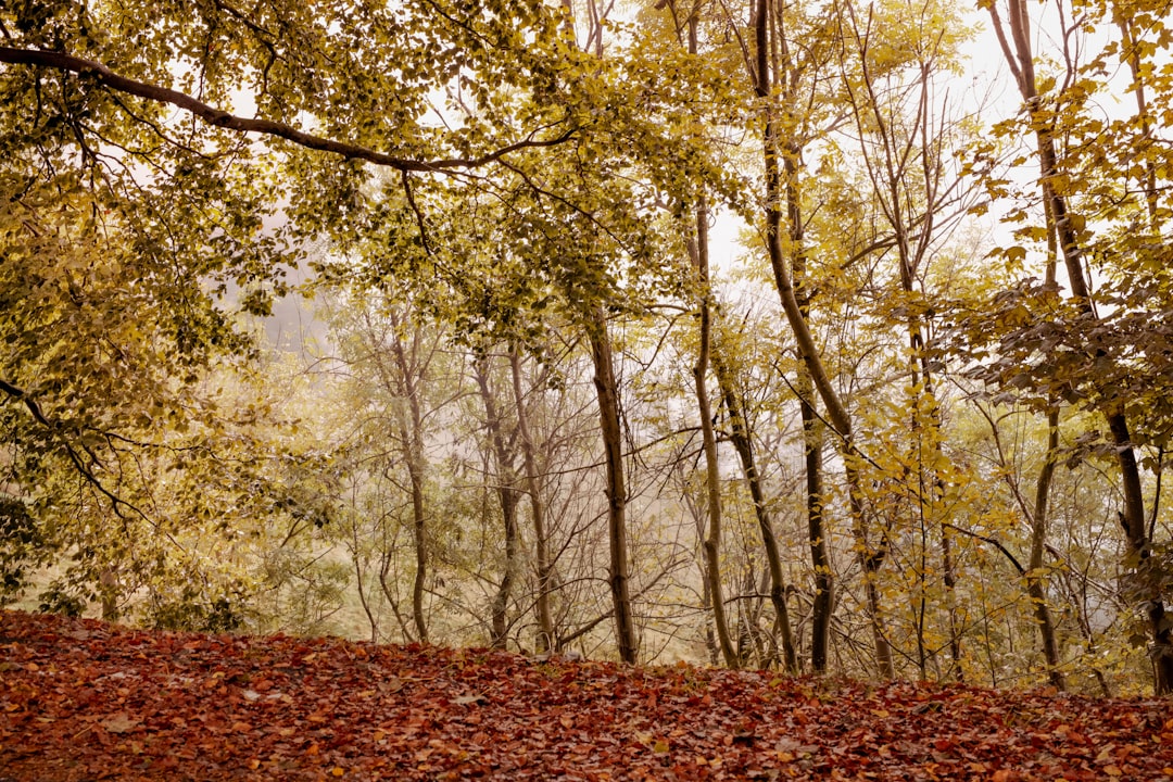 奥津温泉周辺のブナ林と紅葉の季節の渓流を見下ろすトレッキングコースの風景