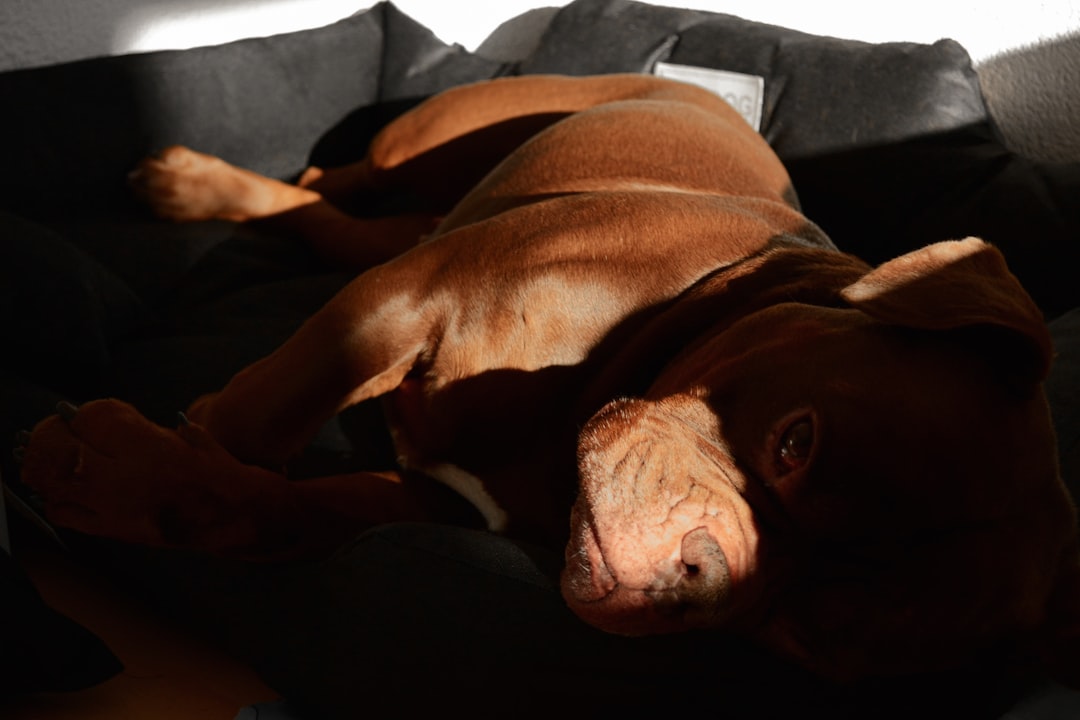 愛犬用の温泉で気持ちよさそうに湯に浸かる犬の写真