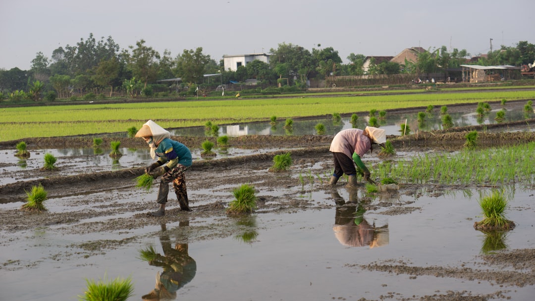 Local farmers and travelers planting rice together.